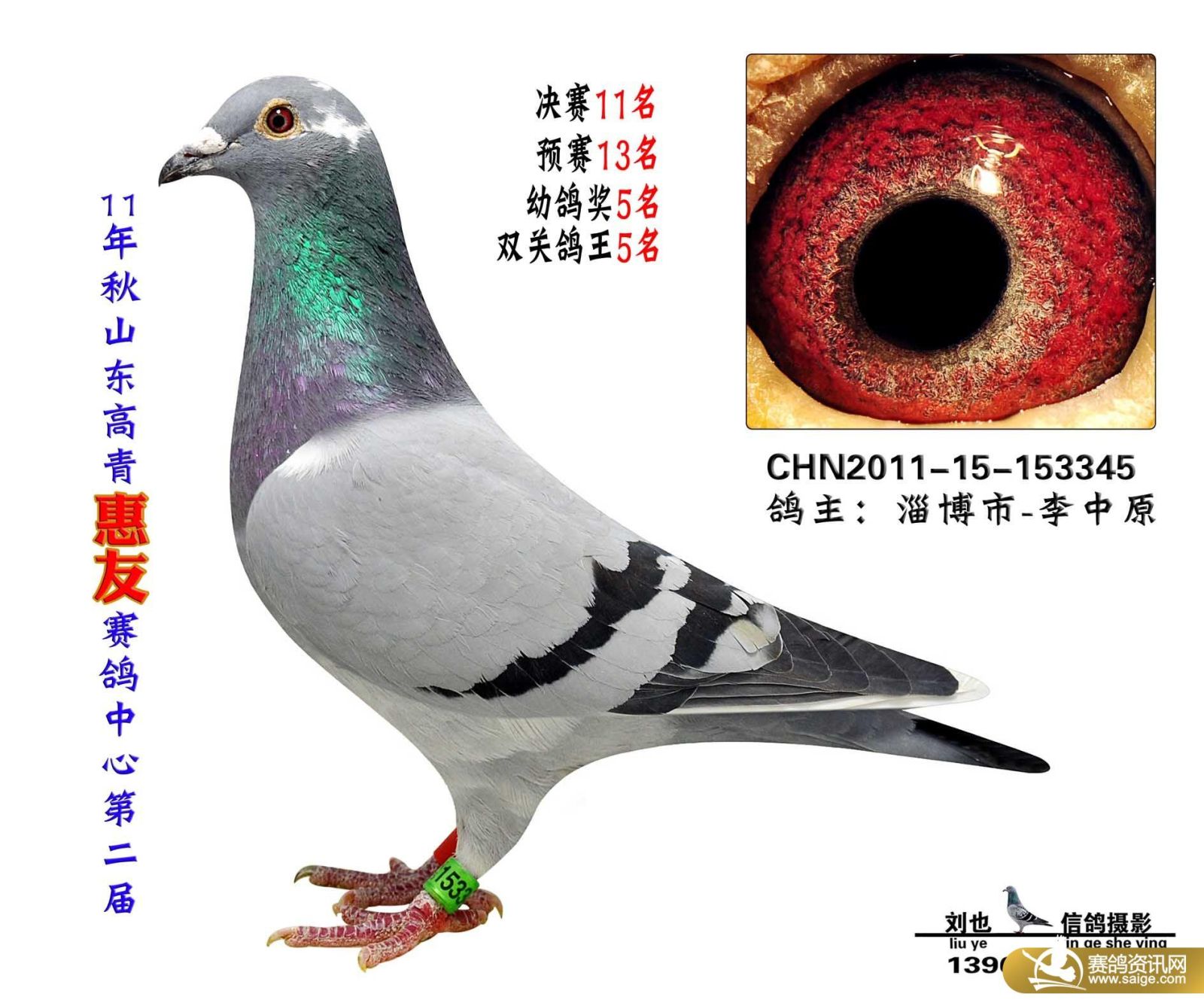 信鸽和普通鸽子的营养价值区别 g_846485b1-13b3-47c2-a530-f52a80bd8d54.jpg