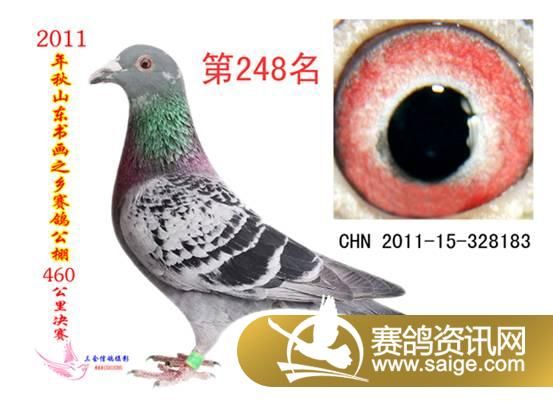 信鸽鸽粮的配方比例 g_7e381810-ed29-43fa-9bba-38dcb70e54e1.jpg