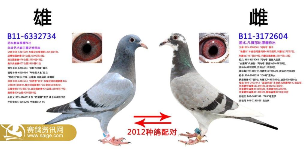 2012年影视赛鸽公棚重点种鸽配对(1)