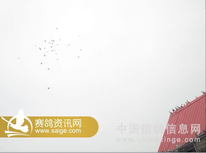 大联盟赛鸽中心近期生活照_公棚动态_重庆红顶屋竞翔