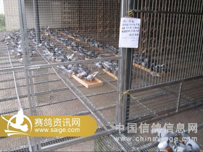 大联盟赛鸽中心近期生活照_公棚动态_重庆红顶屋竞翔