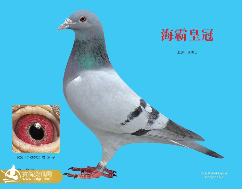 养赛鸽鸽舍设计图片参数展示