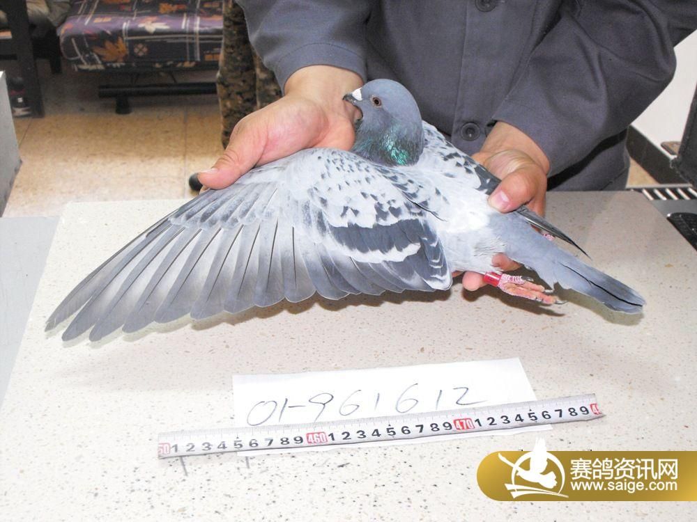 鸽主姓名  王瑜    地址  北京   环号  01-961612  羽色 雨点