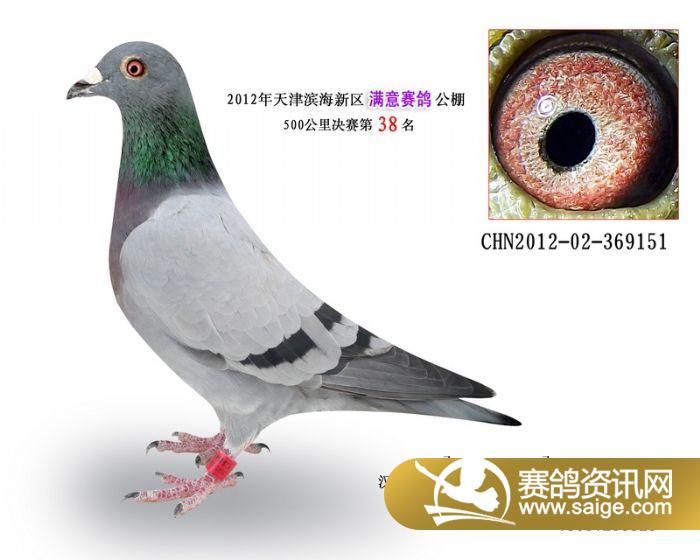 满意公棚500公里决赛奖鸽照片1-49名_m13_东山县信鸽协会 赛鸽资讯