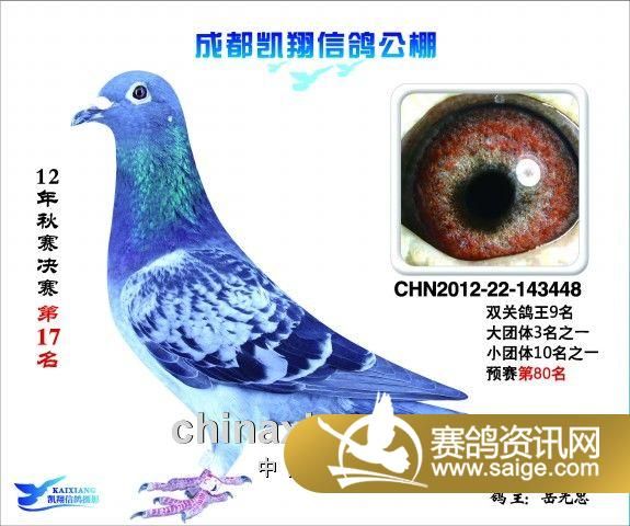 成都凯翔公棚2012年决赛进奖鸽图片1100