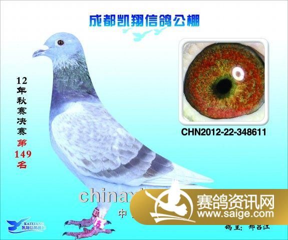 成都凯翔公棚2012年决赛进奖鸽图片100201