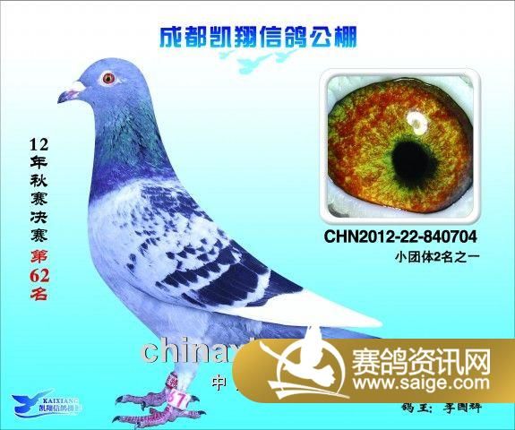 成都凯翔公棚2012年决赛进奖鸽图片1100