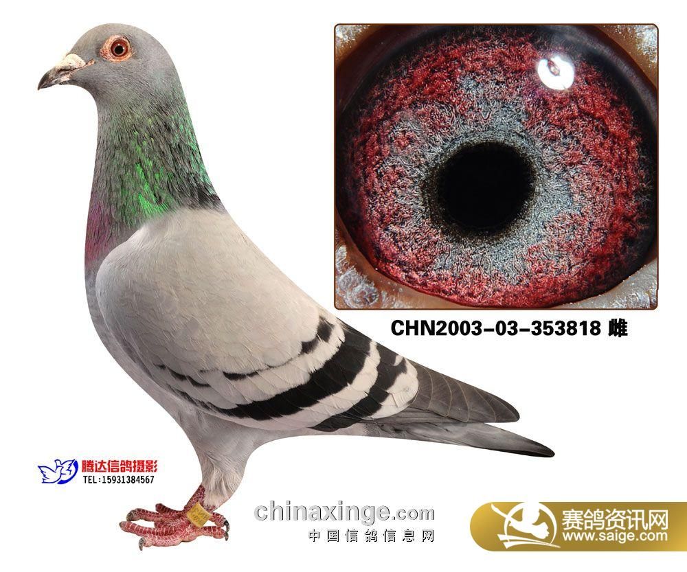 种鸽展卖