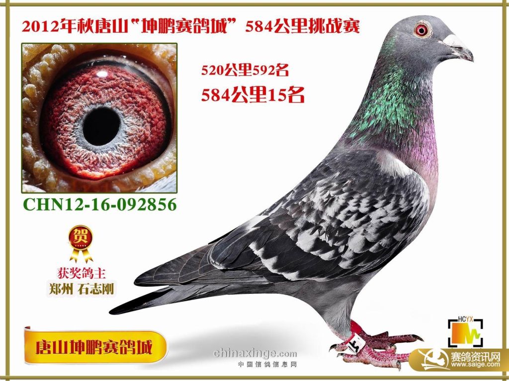 唐山坤鹏赛鸽城584公里拍卖鸽图片(1-60名)