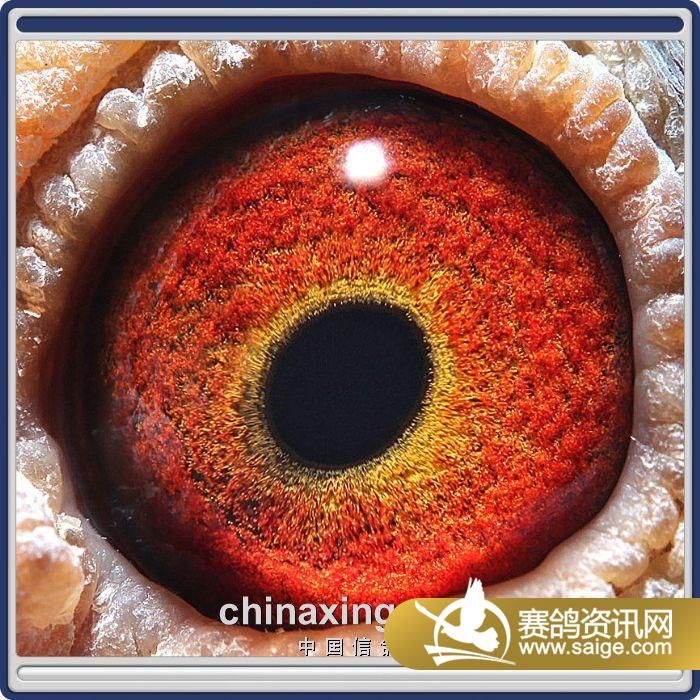 河南红鼎公棚加强<em>赛鸽</em>王<em>照片</em>欣赏_公棚动态_