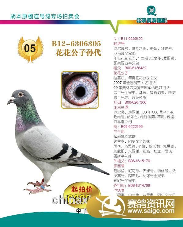 北京侨友公棚胡本原棚拍卖会中文资料_赛鸽资讯网商城