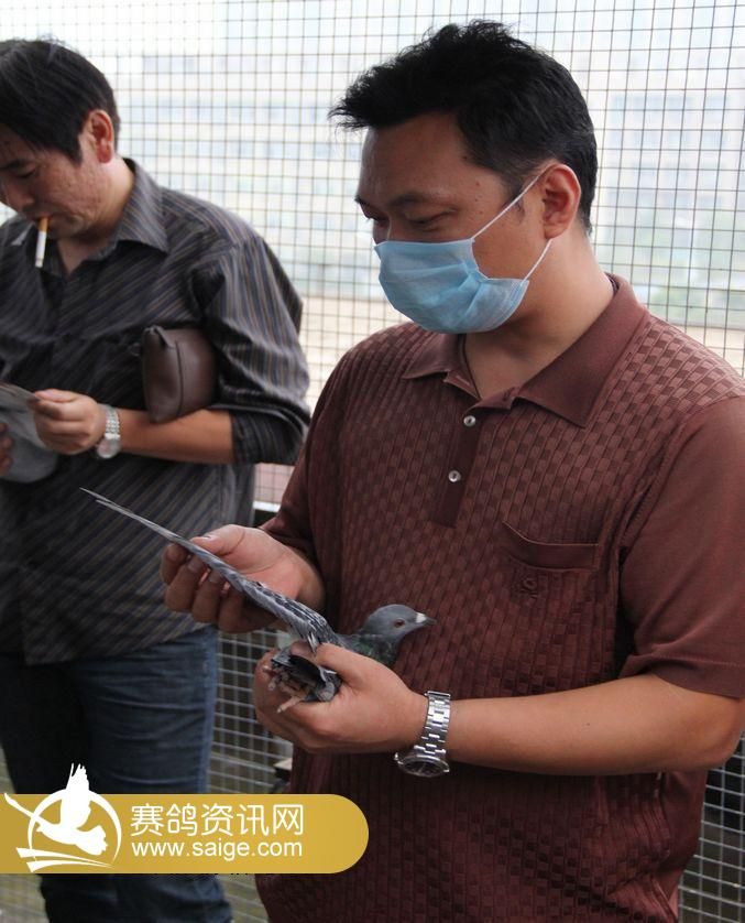 江苏东方国际赛鸽公棚集鸽花絮_赛鸽资讯网商