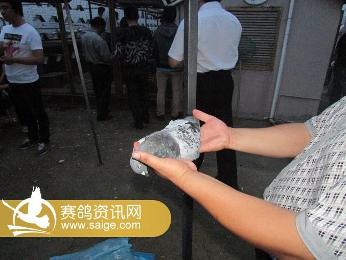 江苏东方国际赛鸽公棚集鸽花絮_赛鸽资讯网商