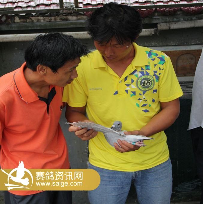 江苏东方国际赛鸽公棚集鸽花絮_赛鸽资讯网商