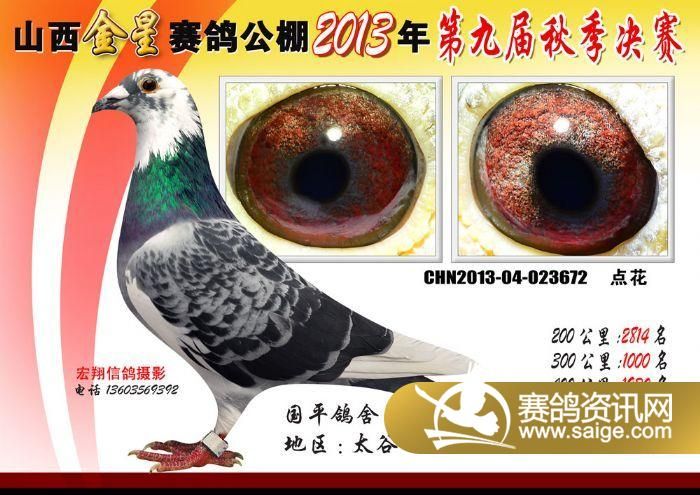 山西金星赛鸽公棚获奖鸽欣赏(200-300)