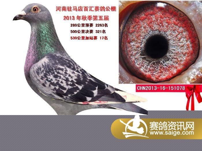 河南驻马店百汇公棚2013年加站赛1名-62名铭鸽欣赏