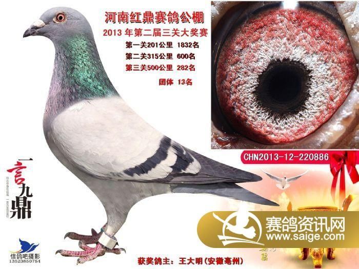 信鸽鸽粮排名 g_2bdbba3d-b63f-4d26-8e9b-194a1ec8119e.jpg