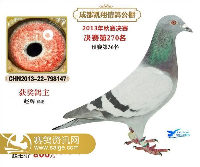 成都凯翔公棚进奖鸽图片241360名