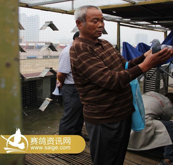 2013江苏东方公棚清棚集鸽花絮_公棚动态_江