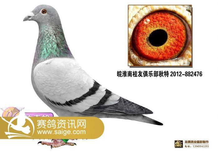 淮南市2014年迎新春王来建种鸽拍卖会图片_公