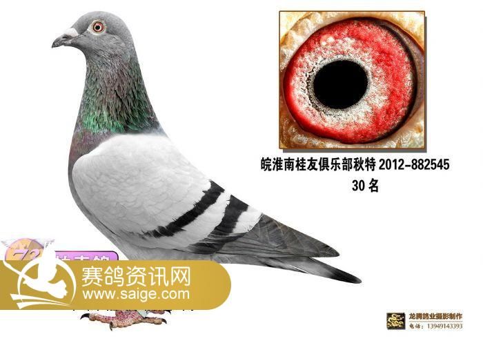 淮南市2014年迎新春王来建种鸽拍卖会图片_公
