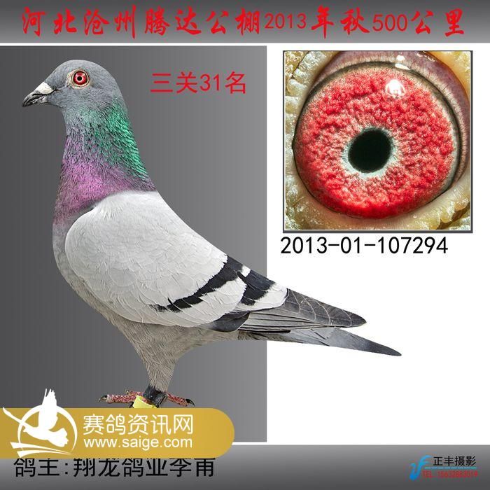 决赛拍卖鸽_公棚动态_河北沧州腾达公棚 - 赛鸽资讯网