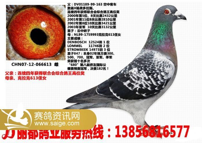 丽都鸽业种鸽转让杨龚多拉斯更新中