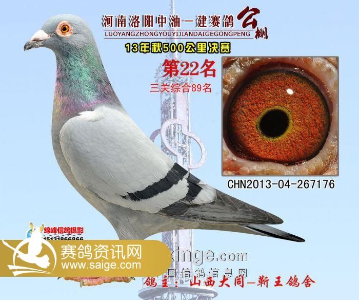 中油一建公棚获奖鸽照片1-50名次_公棚动态_