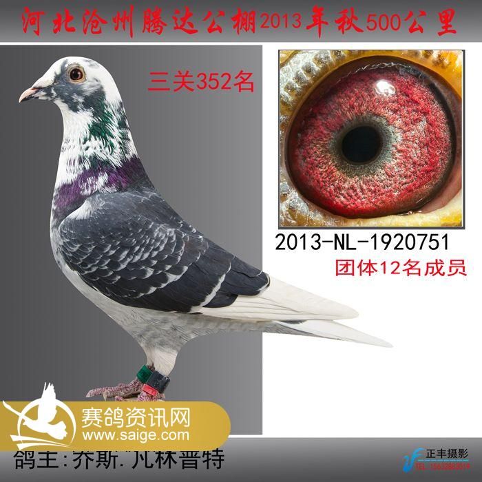决赛拍卖鸽_公棚动态_河北沧州腾达公棚 - 赛鸽资讯网