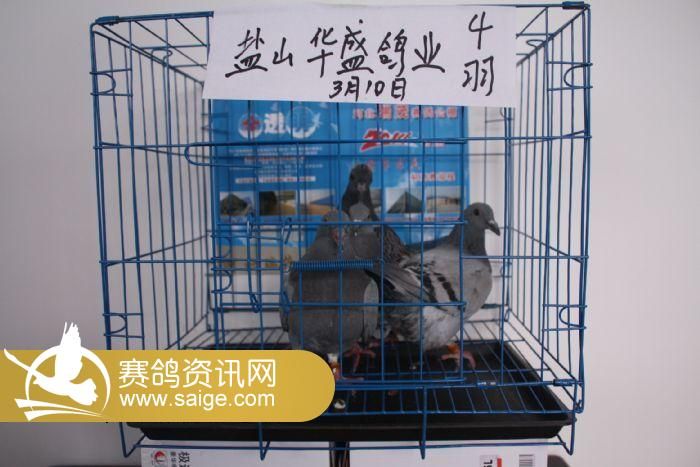 2014年03月10日接鸽照片_公棚动态