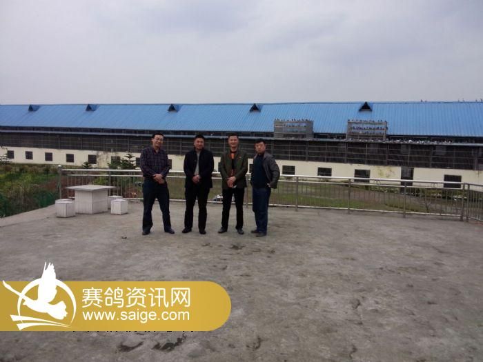 重庆龙乡赛鸽公棚最新照片集319