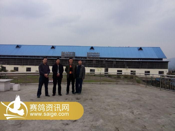 重庆龙乡赛鸽公棚最新照片集319