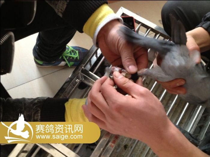 工作人员为赛鸽佩戴电子环