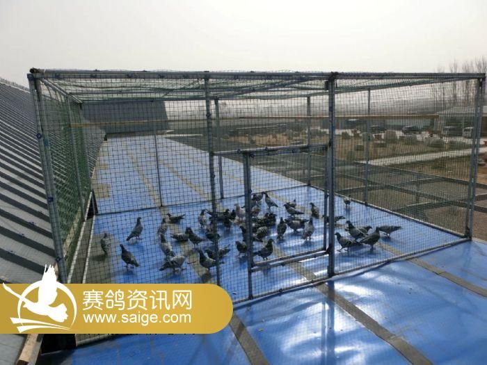 天利和赛鸽公棚2014年新面貌及新宗旨_公棚动