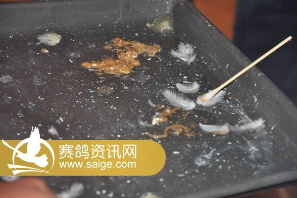 铁鸽三项公棚近期饲养管理(图)_公棚动态_江