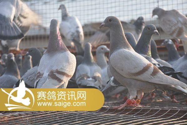 怎么养鸽子才正确 g_a4b6ae46-f661-4ae0-97dc-38924a0c3ca9.jpg