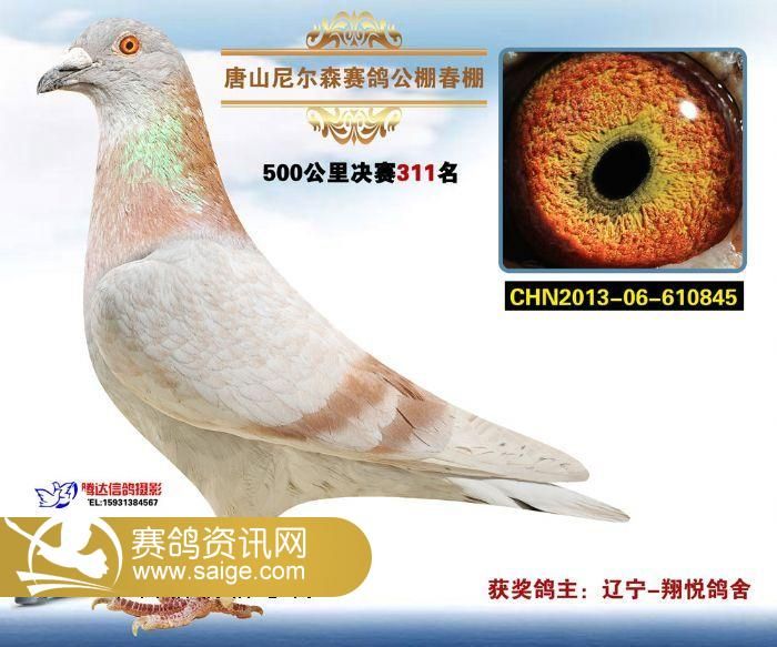 唐山尼尔森决赛获奖鸽图片(301-400名)_公棚动态_唐山