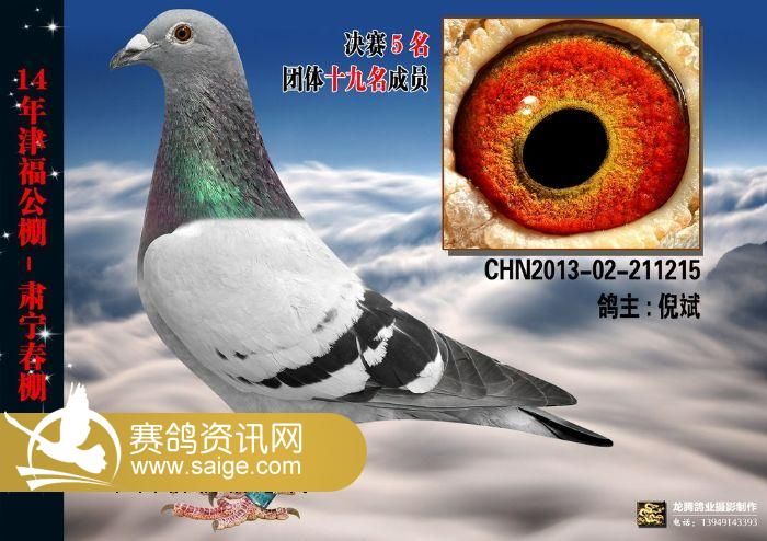 2014年决赛获奖鸽照片欣赏(1-100名)_公棚动态_津福