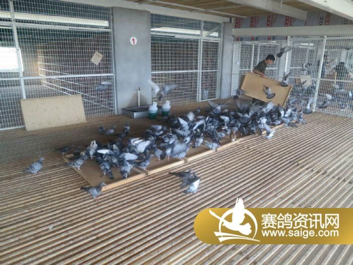 西安威力春棚饲养图集_公棚动态_西安威力慧能信鸽春