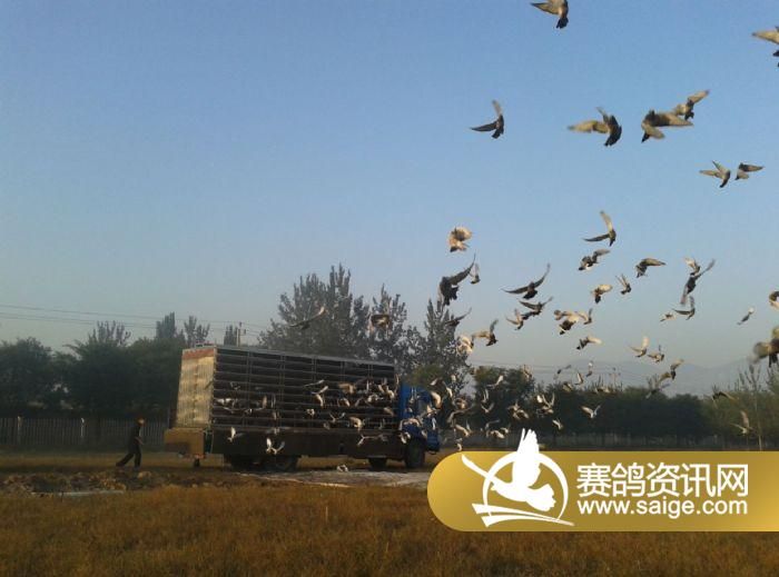 北京盛世滨河国际赛鸽公棚9月18日5公里训放