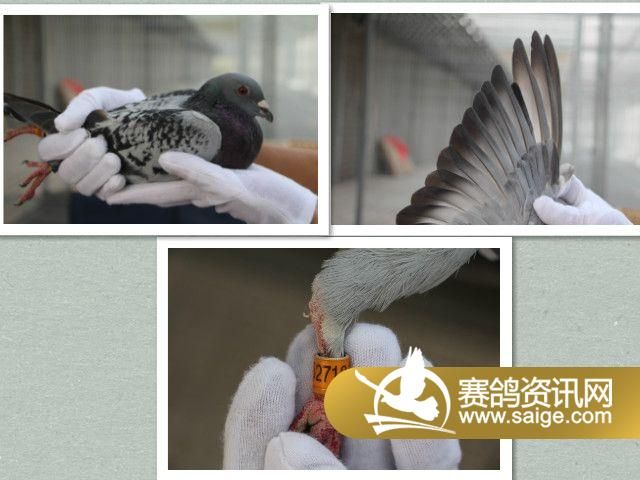 迟归鸽游棚鸽视频漏做补拍1