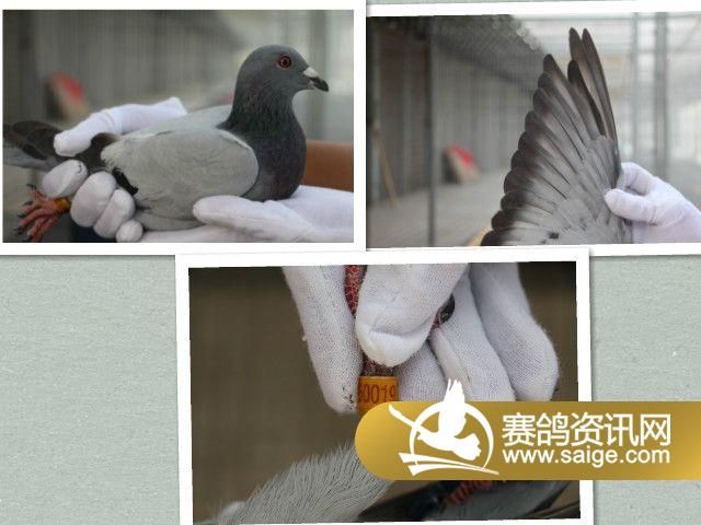 迟归鸽游棚鸽视频漏做补拍2
