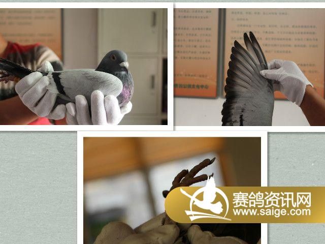 迟归鸽游棚鸽视频漏做补拍5