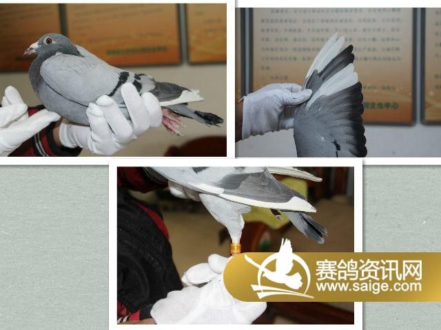 迟归鸽游棚鸽视频漏做补拍7