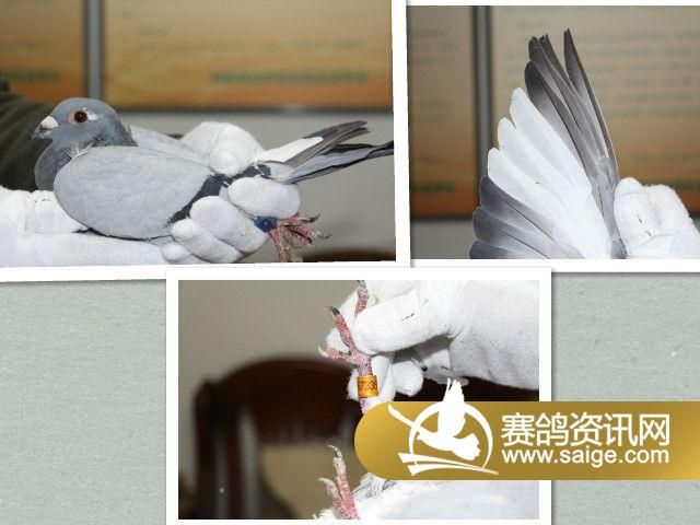 迟归鸽游棚鸽视频漏做补拍9