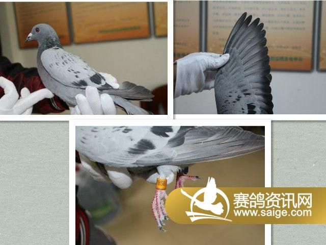 迟归鸽游棚鸽视频漏做补拍7