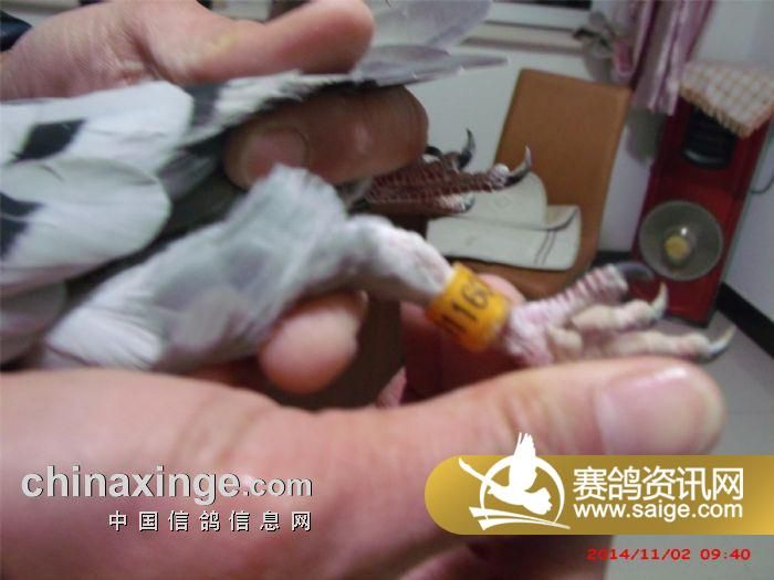 吉利工棚_各地工棚_尼尔森公棚_绥中众翔赛鸽