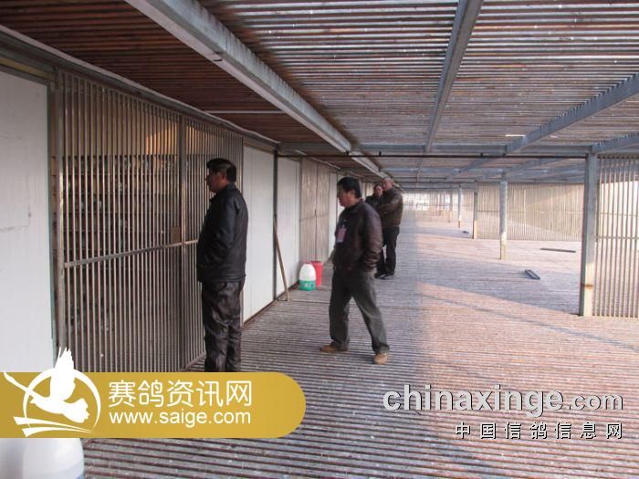 信鸽协会电话多少 g_528eb6ac-8dd7-4532-9973-43af1007a778.jpg