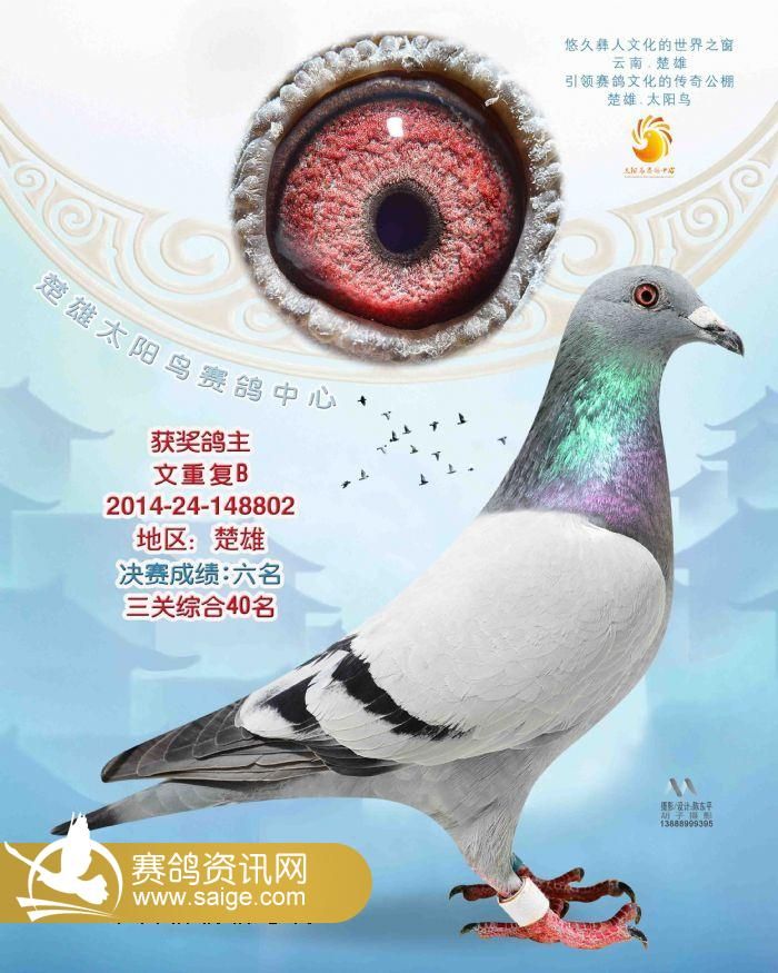 2014年决赛4-8名照片欣赏_公棚动态_云南楚雄太阳鸟