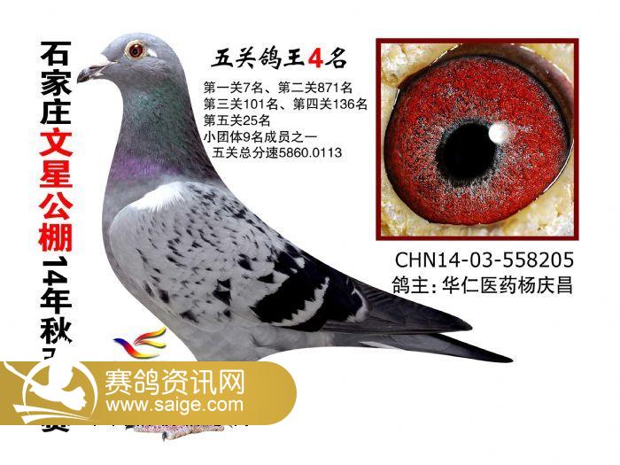 五关鸽王图片欣赏(冠军-15名)